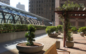 Roof Garden